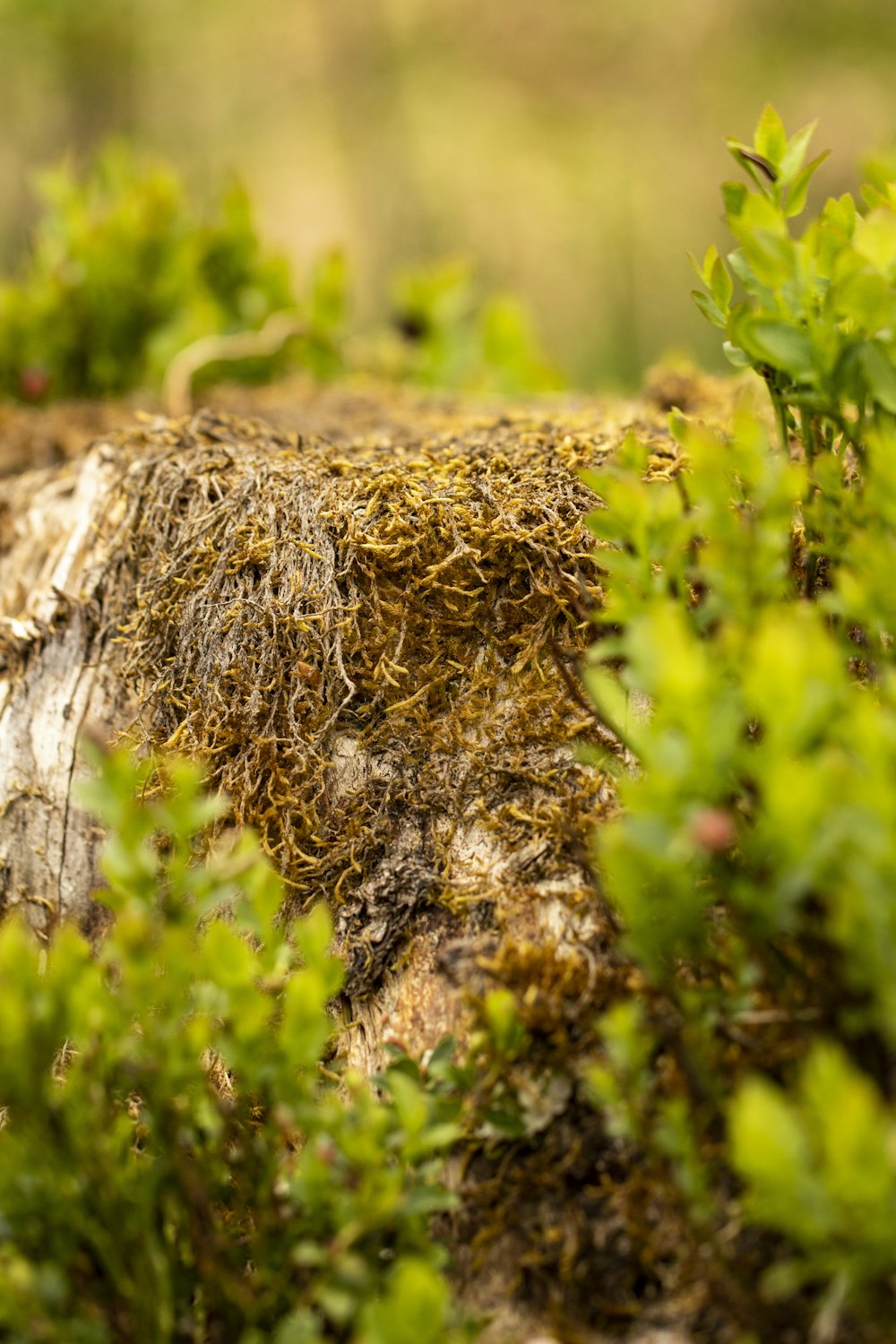 un gros plan d’une souche d’arbre avec de la mousse qui pousse dessus