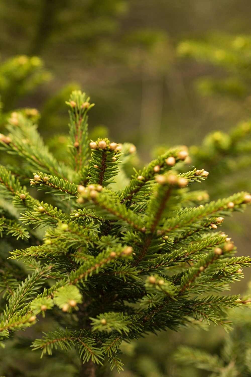 a close up of a pine tree branch
