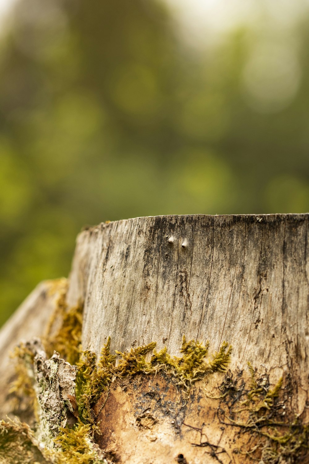 a close up of a tree stump with moss growing on it