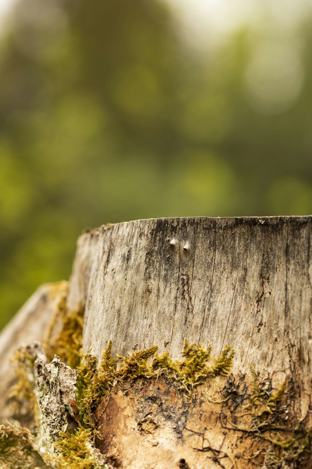 un gros plan d’une souche d’arbre avec de la mousse qui pousse dessus