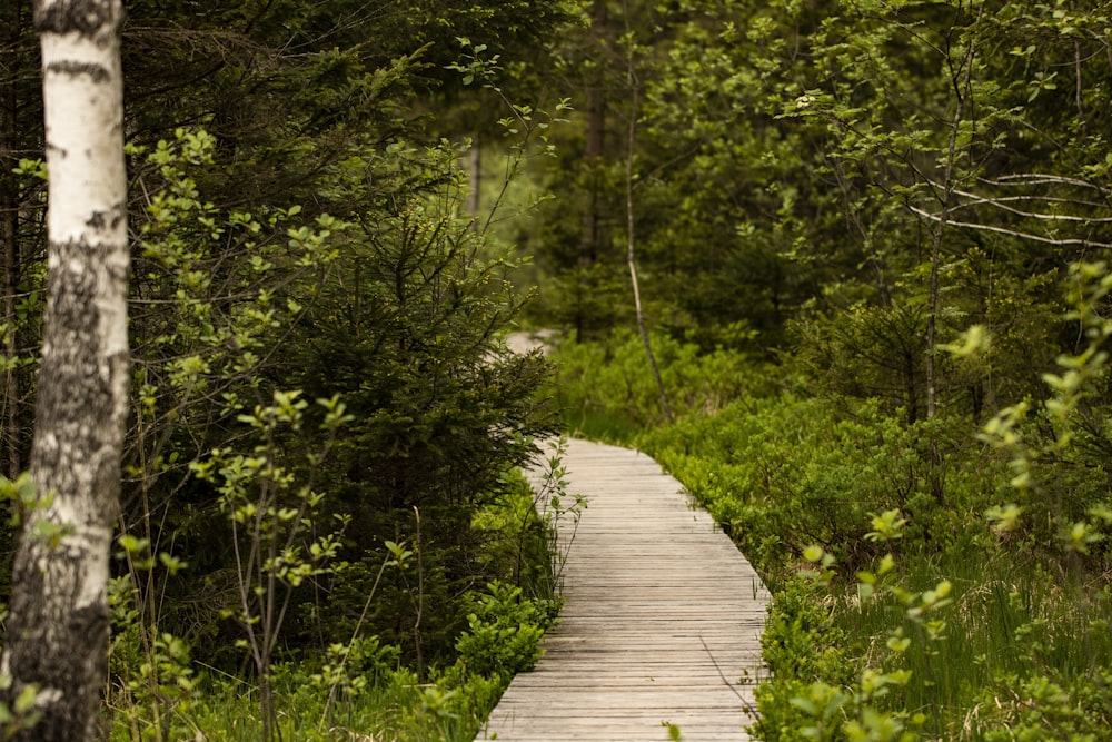 Un chemin en bois à travers une forêt avec beaucoup d’arbres