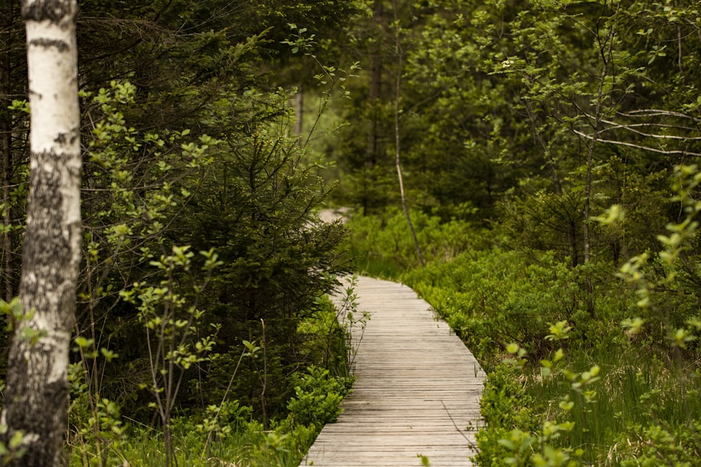 Un sentiero di legno attraverso una foresta con molti alberi