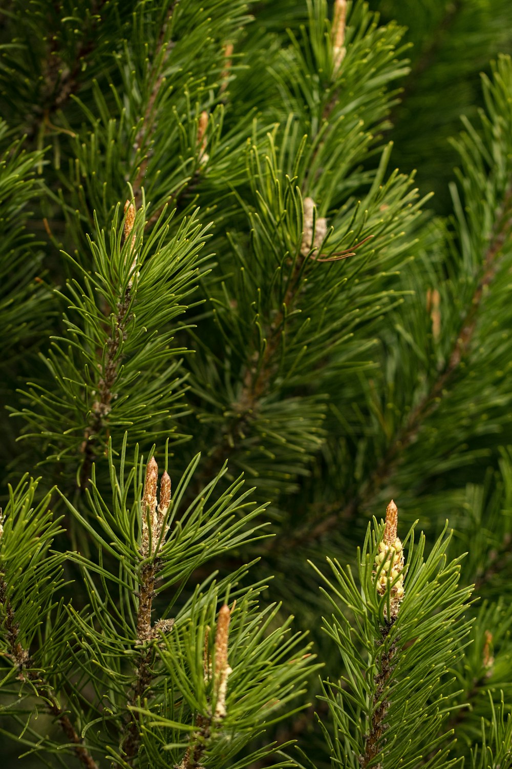 a bird perched on top of a pine tree