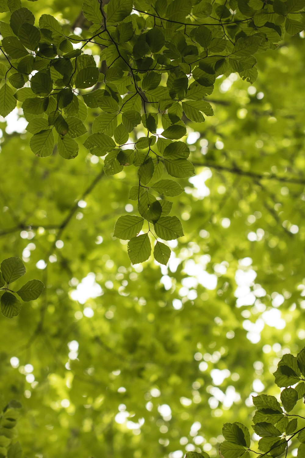 green leaves are hanging from the branches of a tree