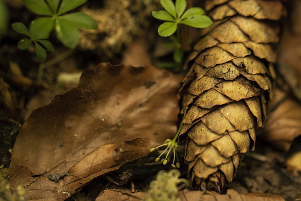 a close up of a pine cone on the ground