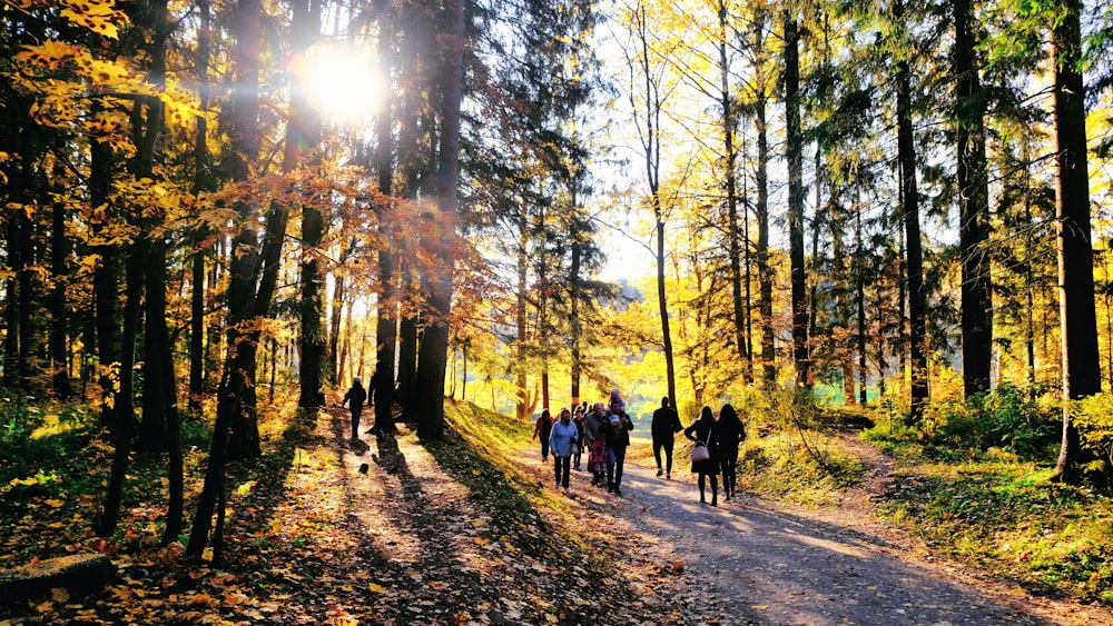 a group of people walking down a path in the woods