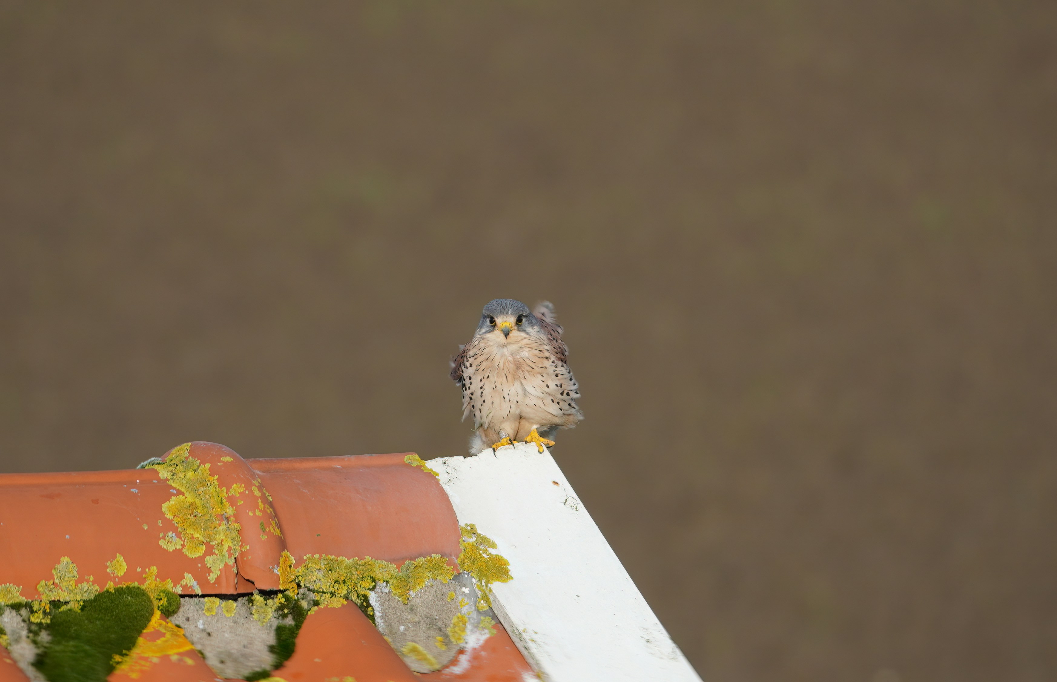 a small bird sitting on top of a roof