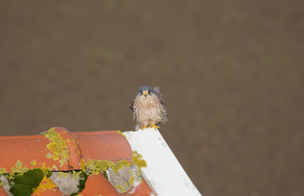 Un pequeño pájaro sentado en la parte superior de un techo