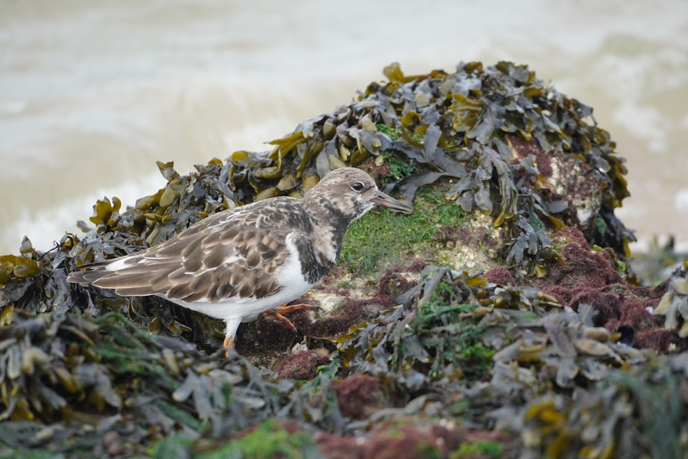 a bird standing on top of a pile of seaweed
