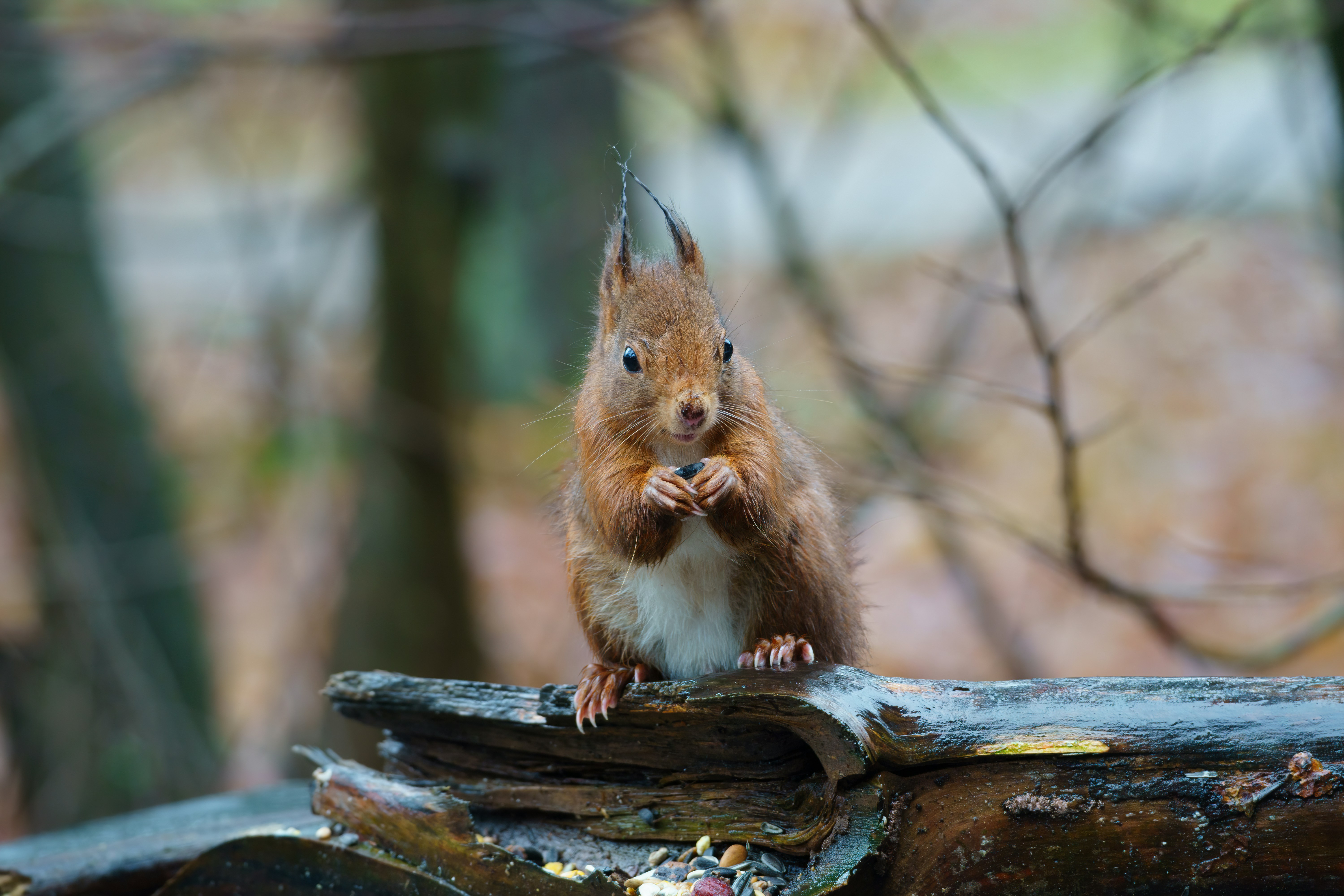 a squirrel is standing on a piece of wood