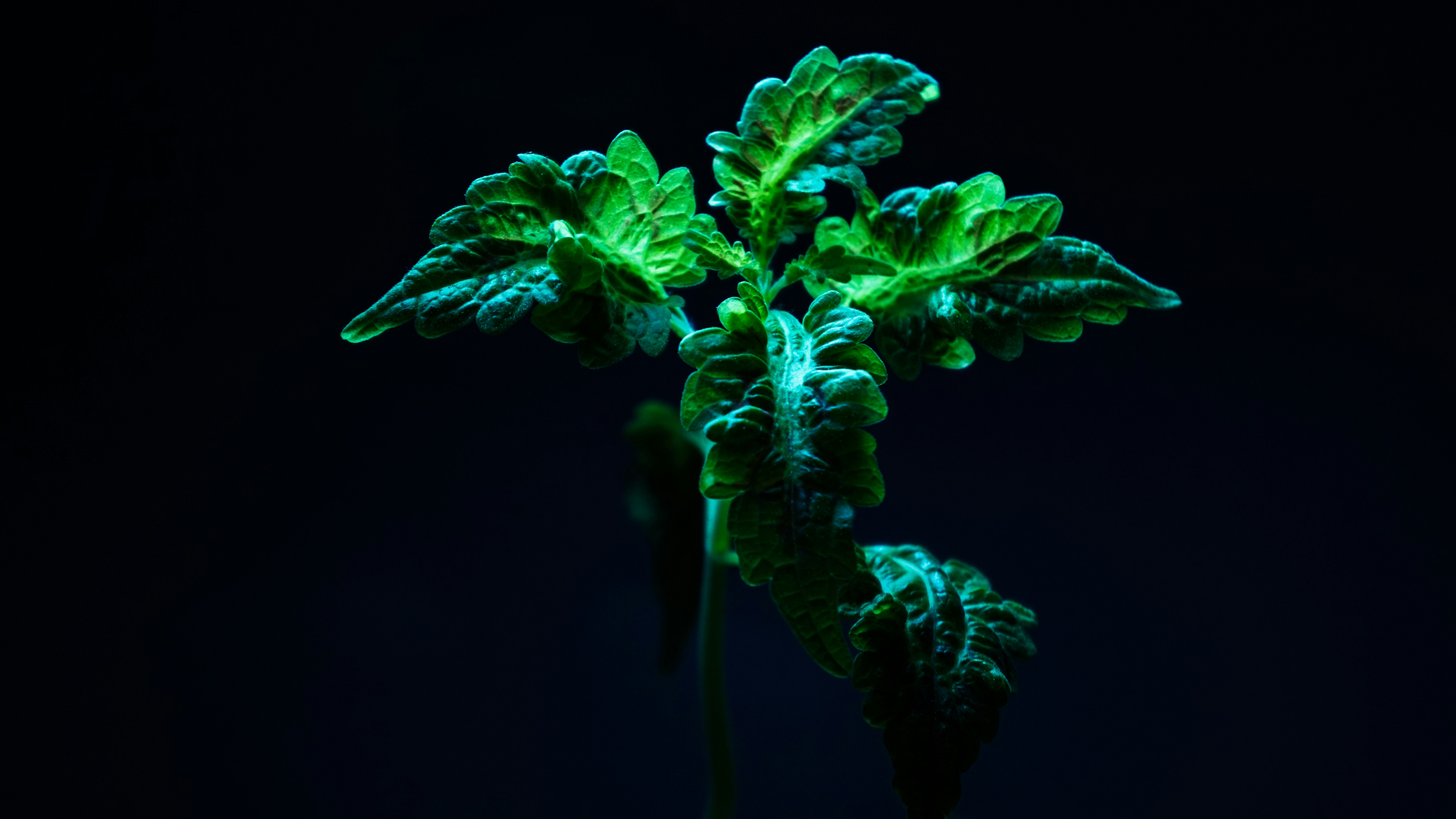 Narrative review proposes theoretical applicability of plant non-cancer resistance mechanisms to ani…