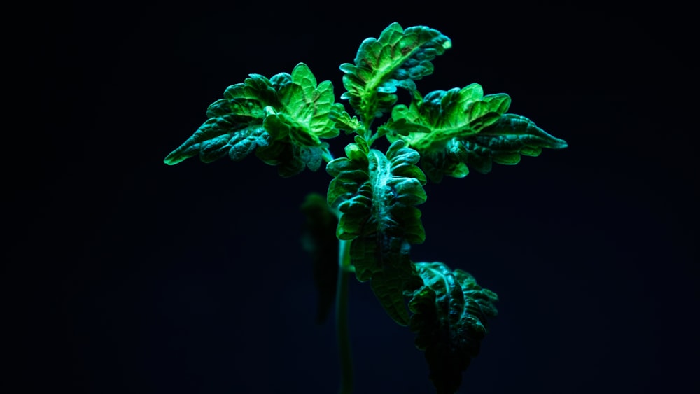 a close up of a plant with green leaves