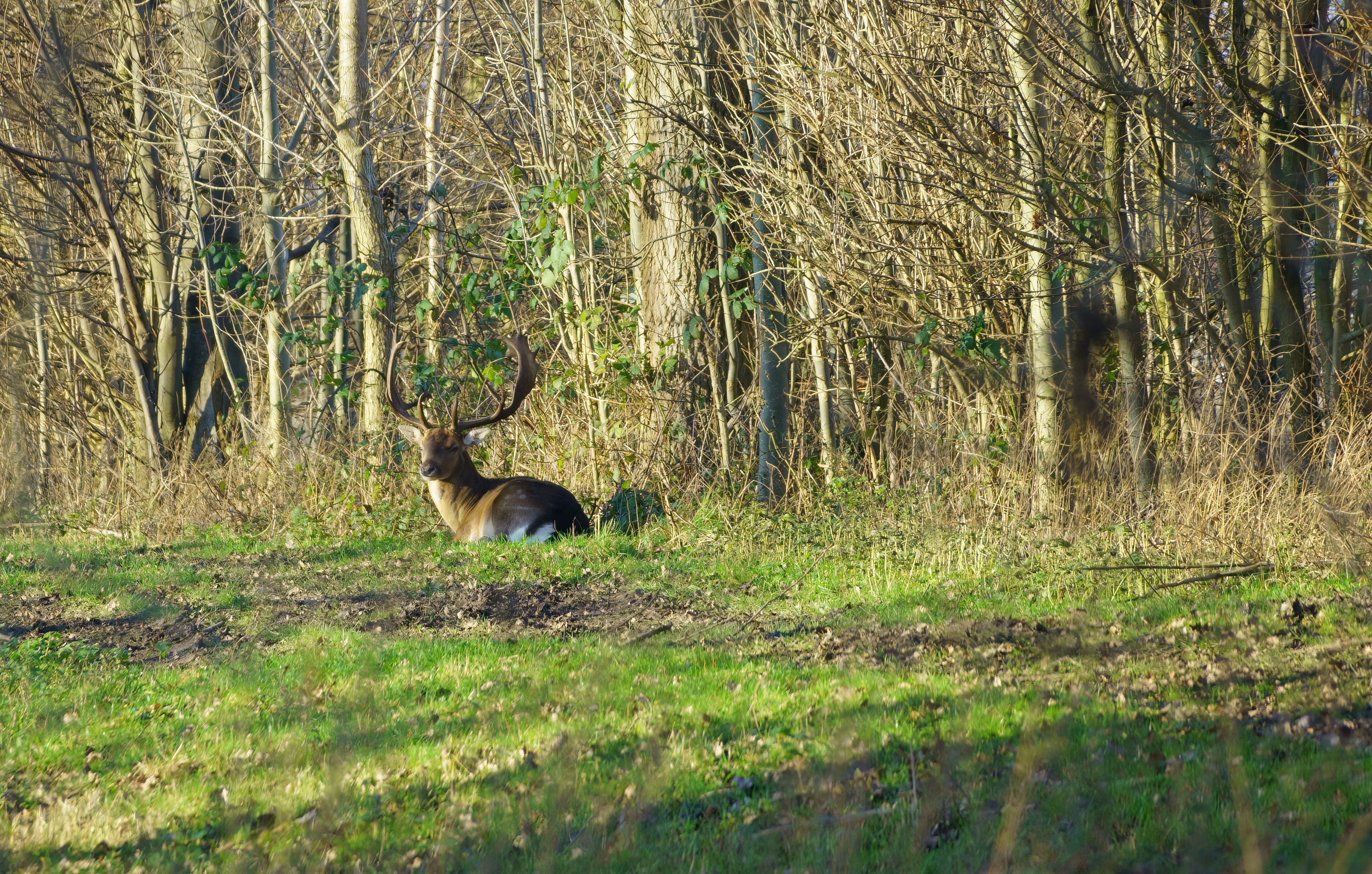 a deer that is standing in the grass