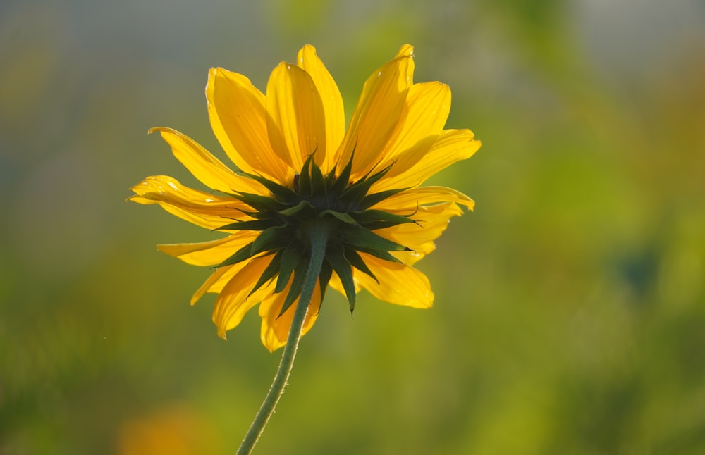 a yellow flower with a blurry background