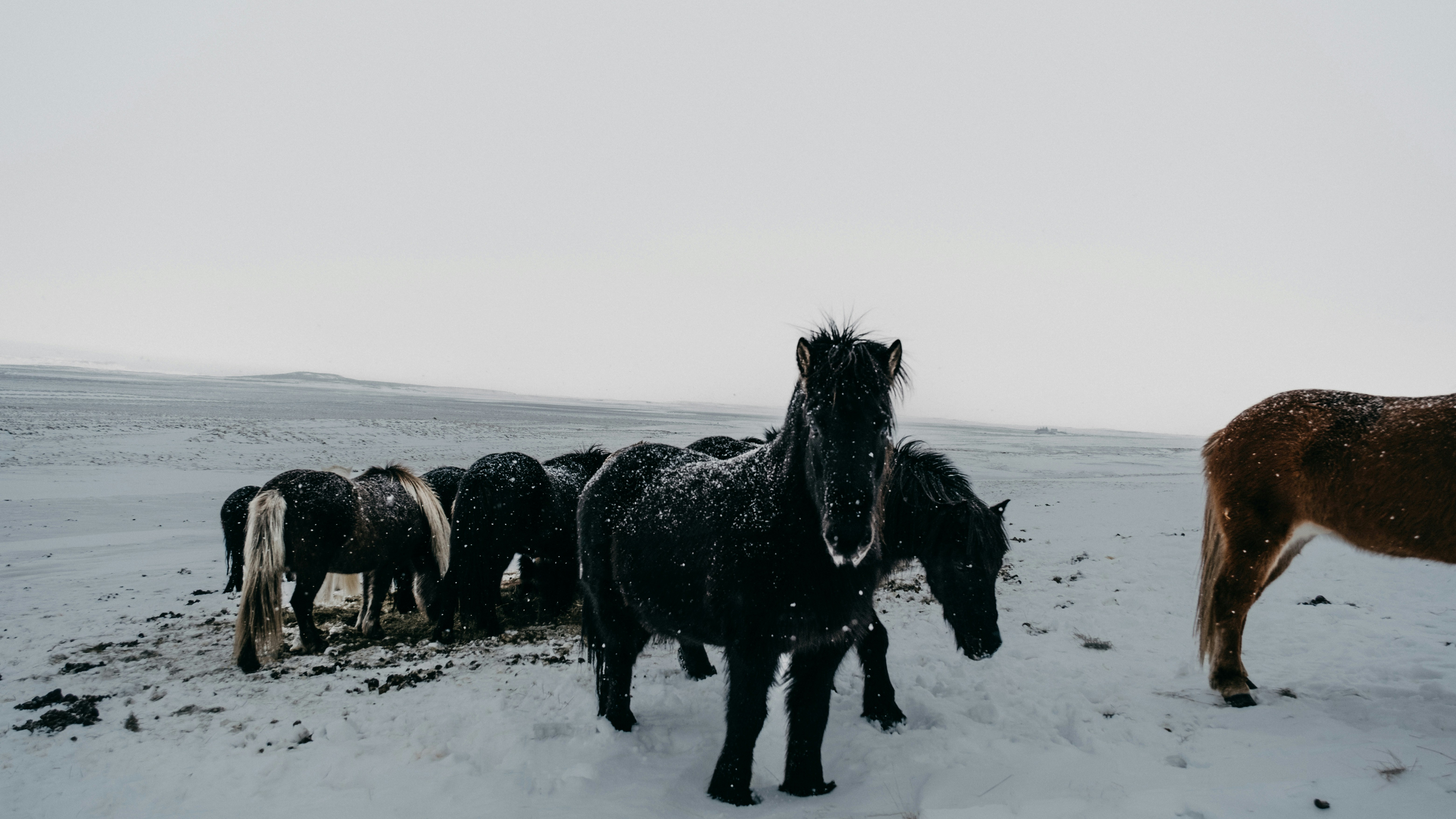 a herd of horses standing on top of a snow covered field