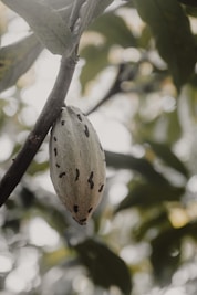 a seed pod hanging from a tree branch