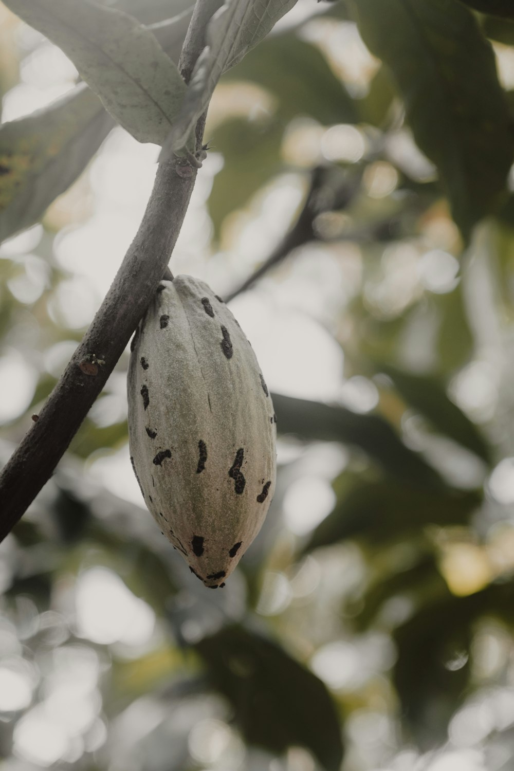 une gousse suspendue à une branche d’arbre