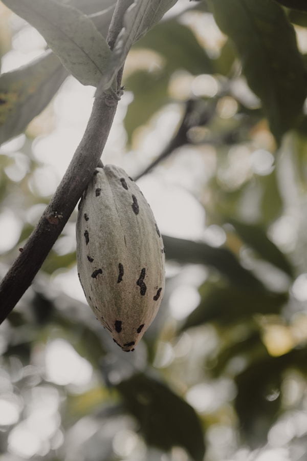 A seed pod hanging from a tree branch