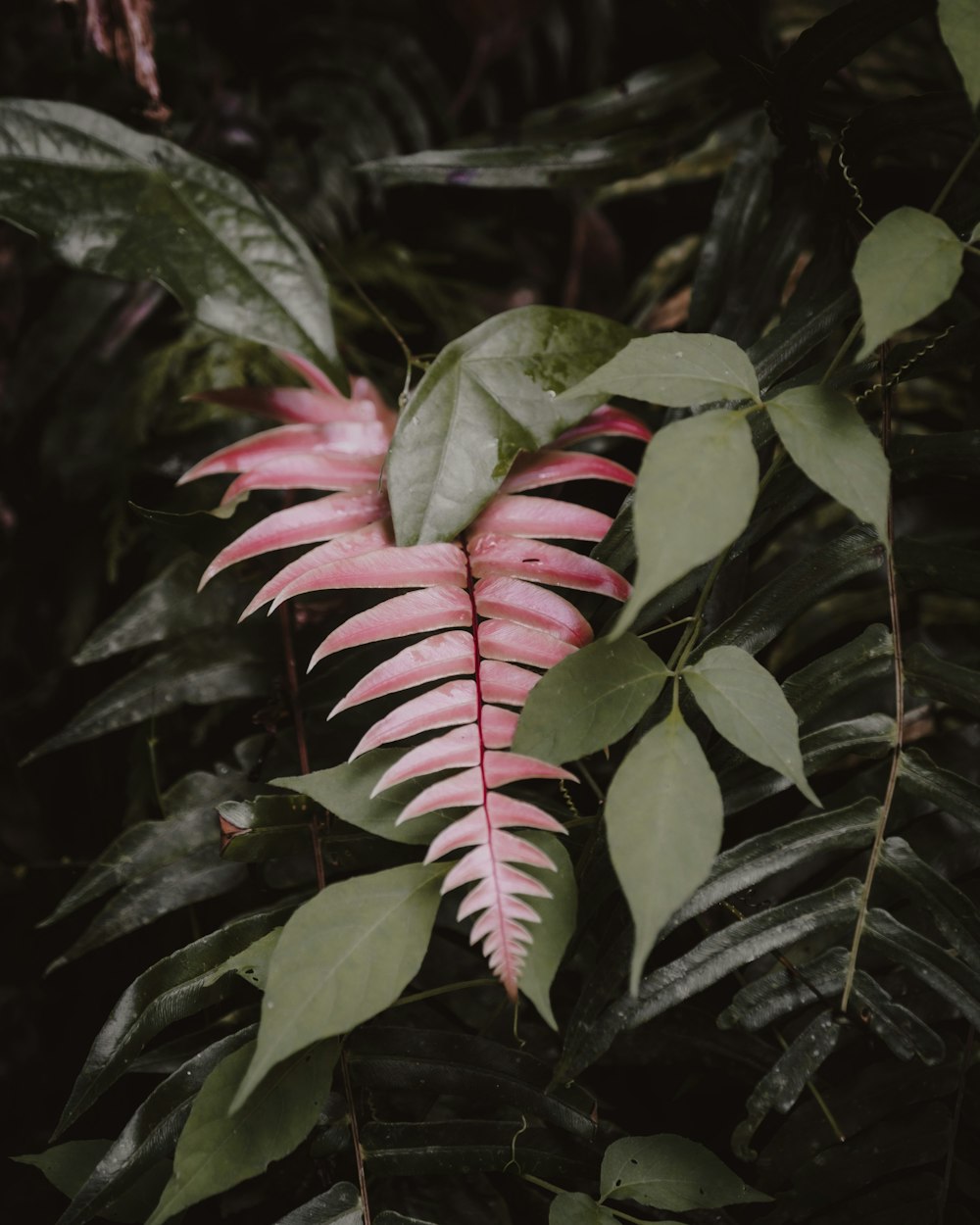 a pink plant with lots of green leaves