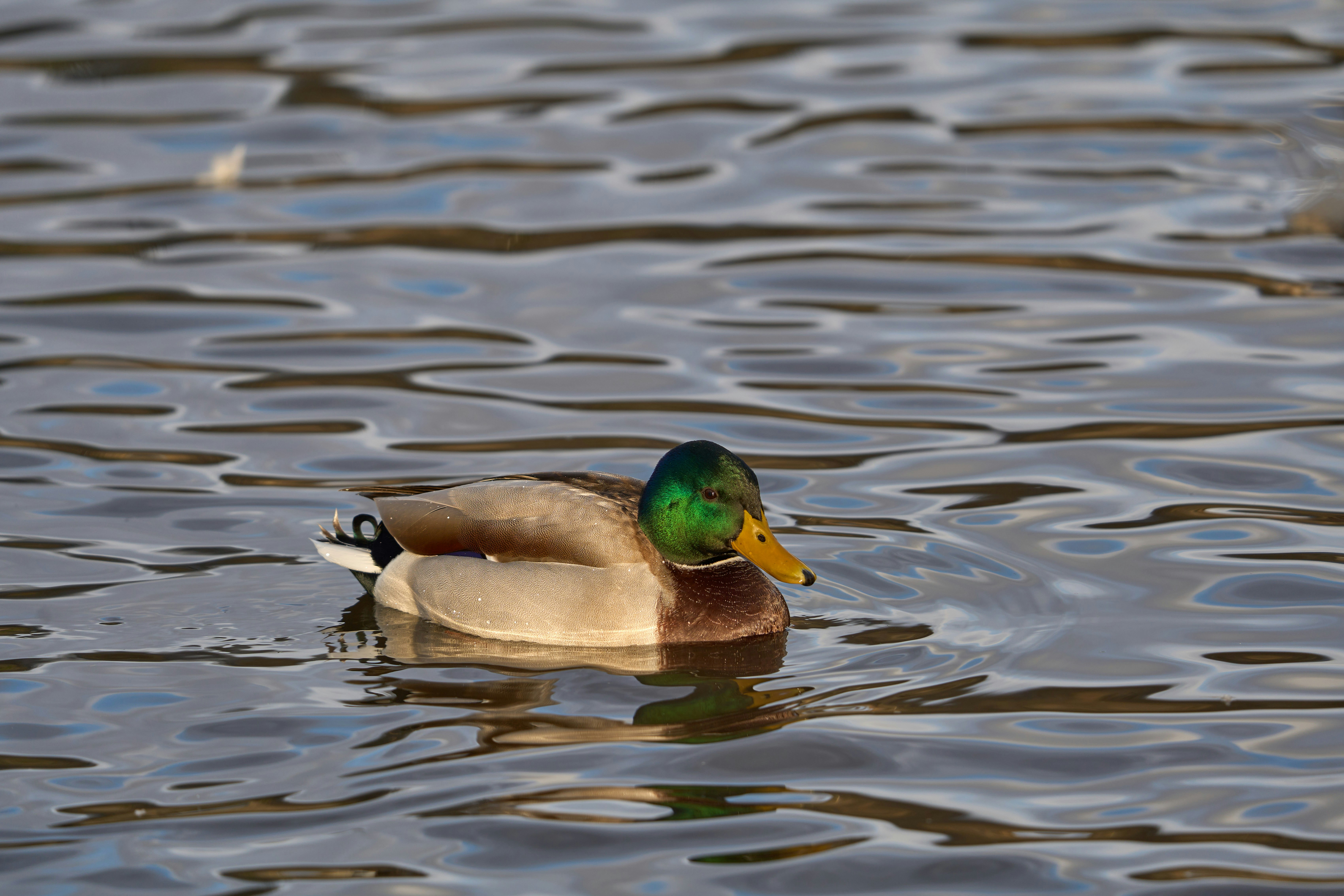 Photo by wolfgang_hasselmann