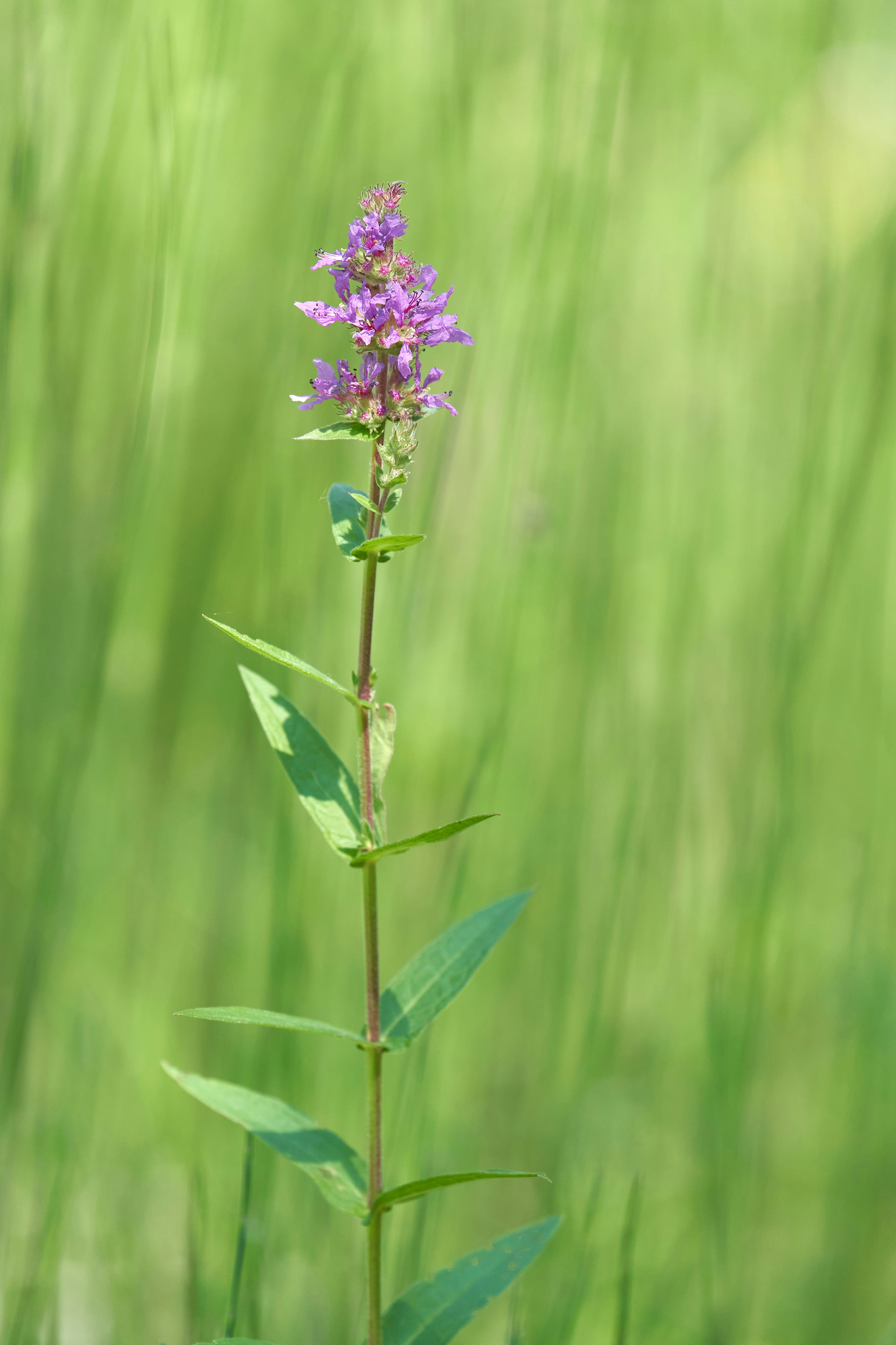 Photo by wolfgang_hasselmann