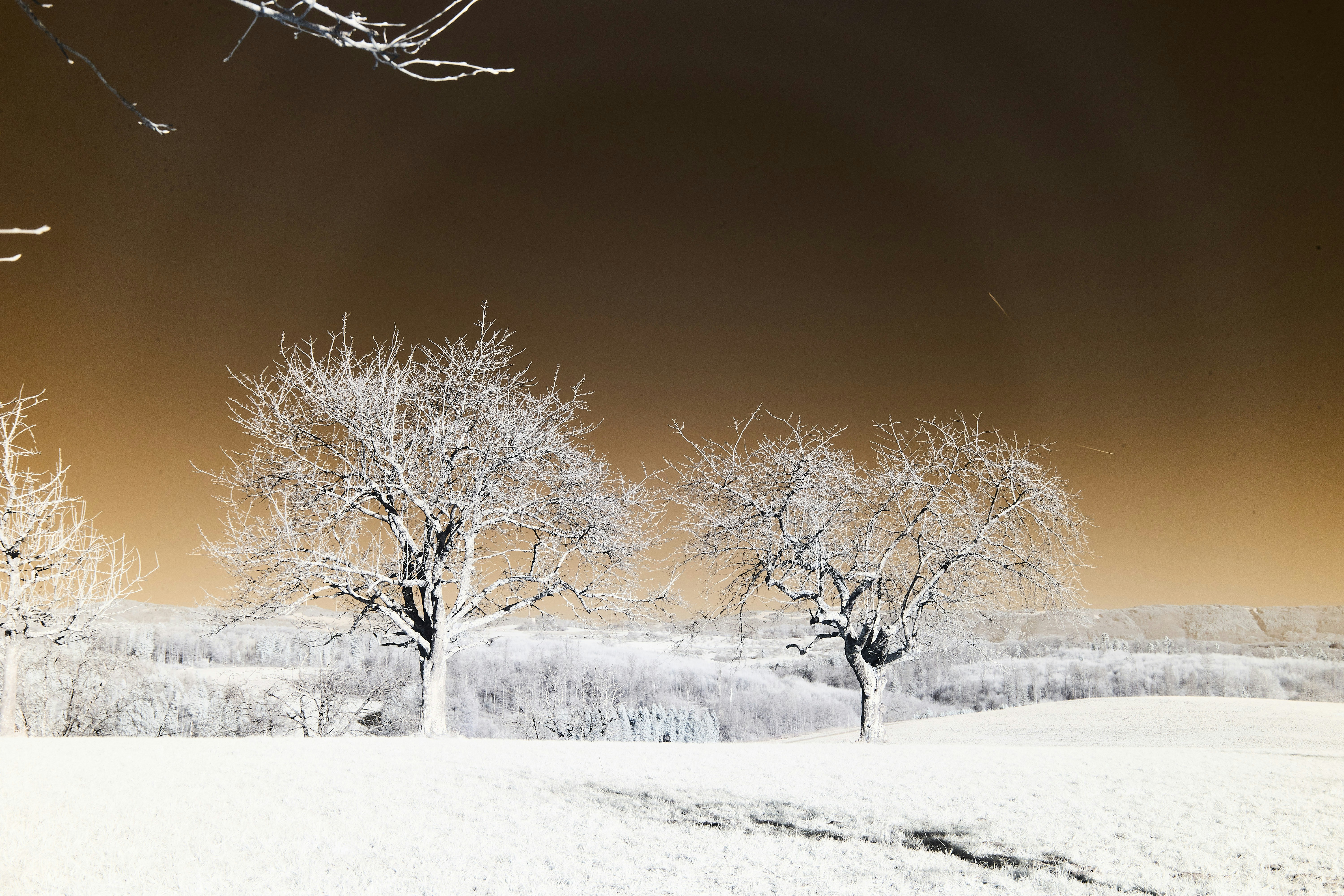 Photo by wolfgang_hasselmann