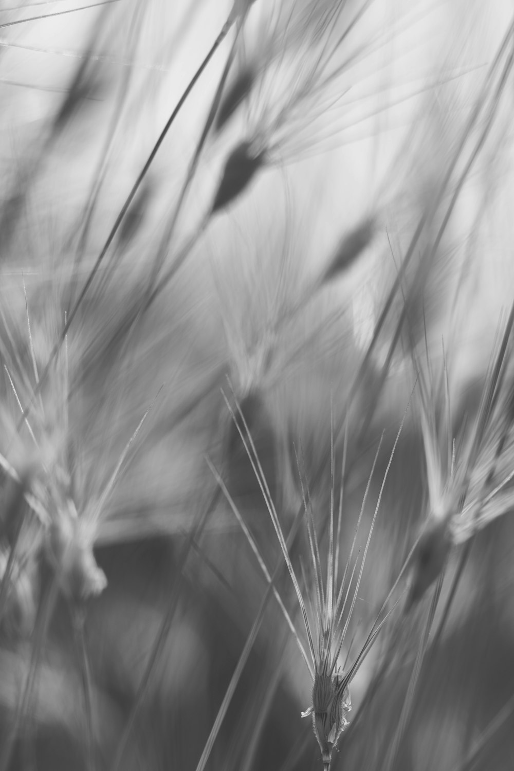 a black and white photo of some grass