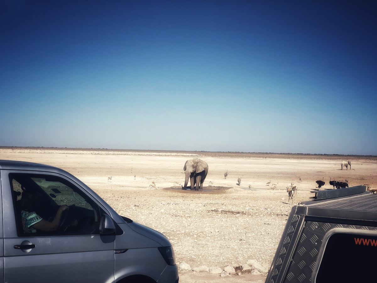 Faune d'Etosha en Namibie