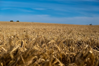 A vast field of golden wheat swaying gently in the breeze under a clear blue sky.