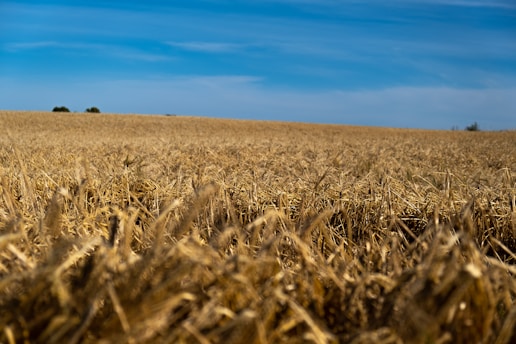 A vast field of golden wheat swaying gently in the breeze under a clear blue sky.