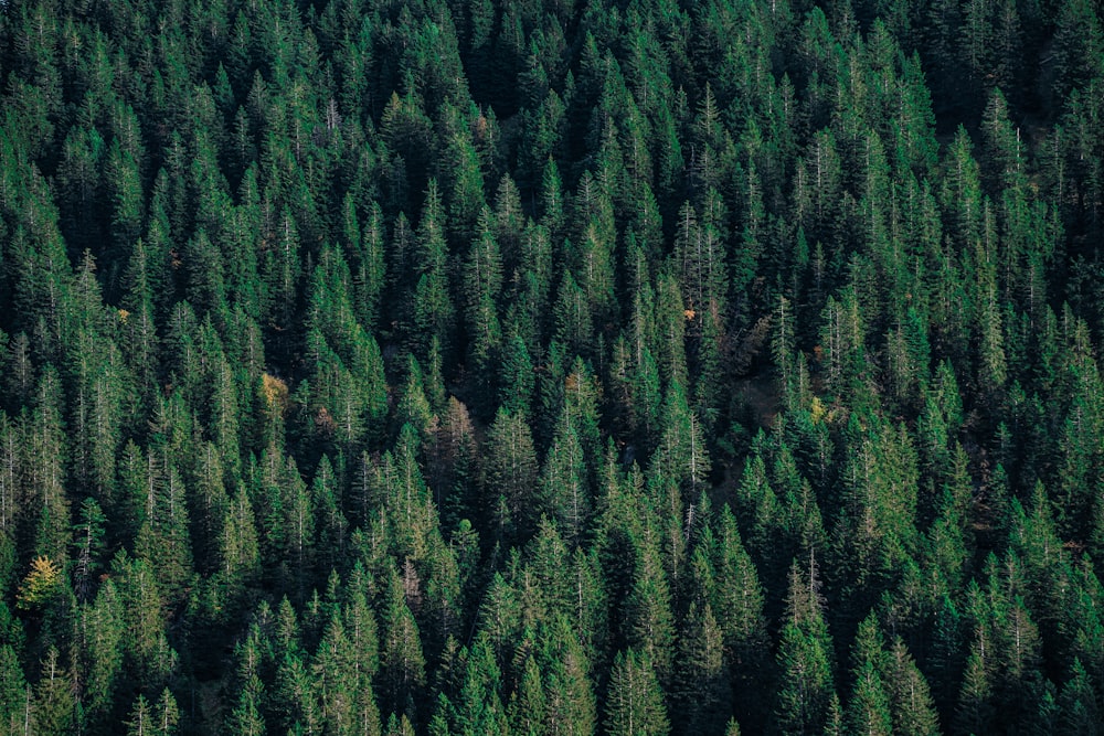 an aerial view of a forest with lots of trees