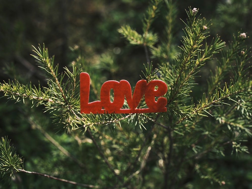 a red love sign hanging from a pine tree