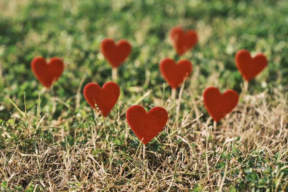 a group of red hearts sitting on top of a grass covered field