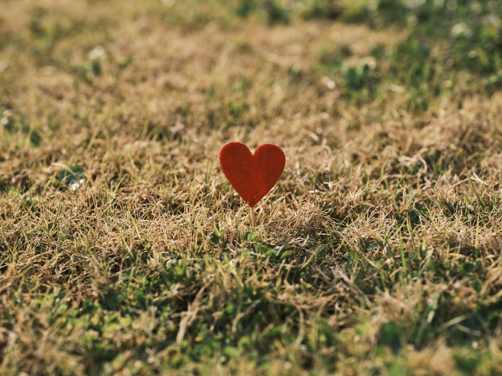 Un cœur rouge assis au milieu d’un champ