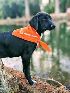 A black dog standing next to a body of water, wearing an orange bandana with white text. The surrounding area features trees and a blurred natural background, creating a serene outdoor setting.