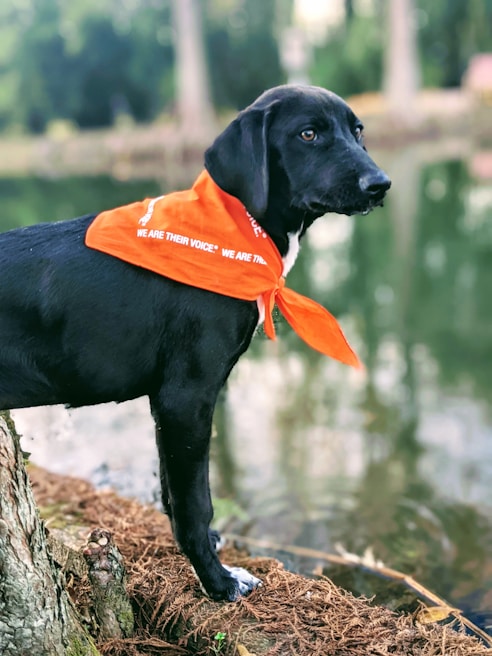 A black dog standing next to a body of water, wearing an orange bandana with white text. The surrounding area features trees and a blurred natural background, creating a serene outdoor setting.