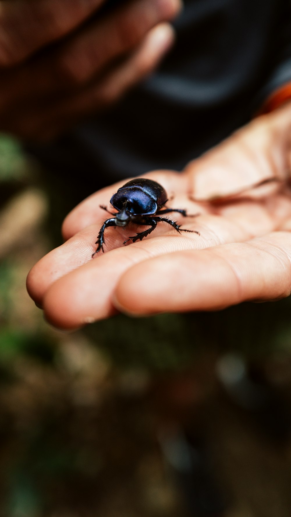 a small beetle sitting on top of a person's hand