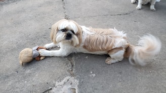 A fluffy, cream and tan colored dog is lying on a concrete surface playing with a plush toy. The dog's long fur is well-groomed and its bushy tail is slightly wagging. Another dog is partially visible in the corner of the image.