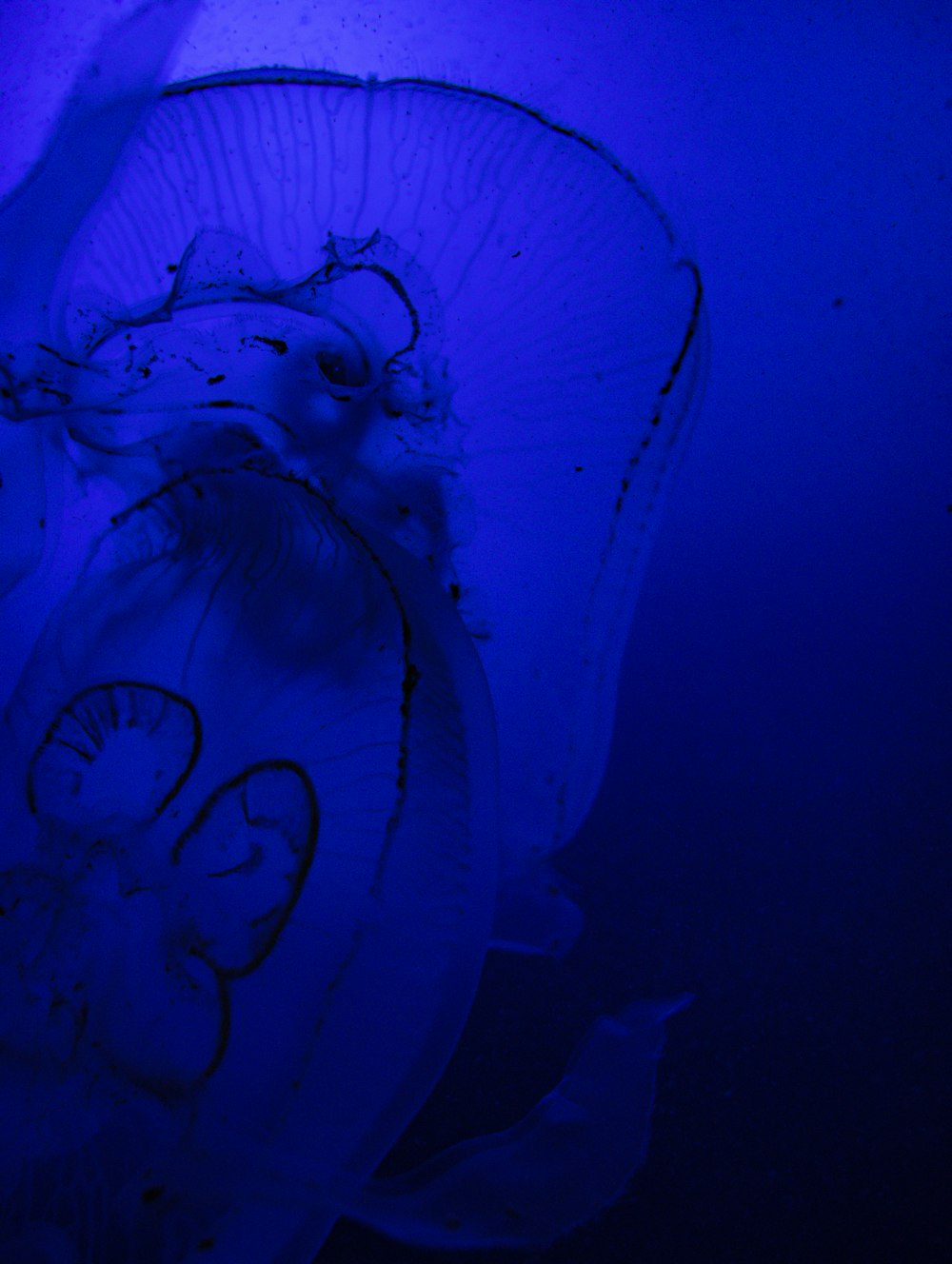 a large jellyfish in the dark blue water