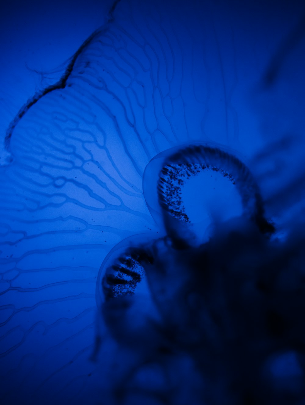 a close up of a flower with a blue background