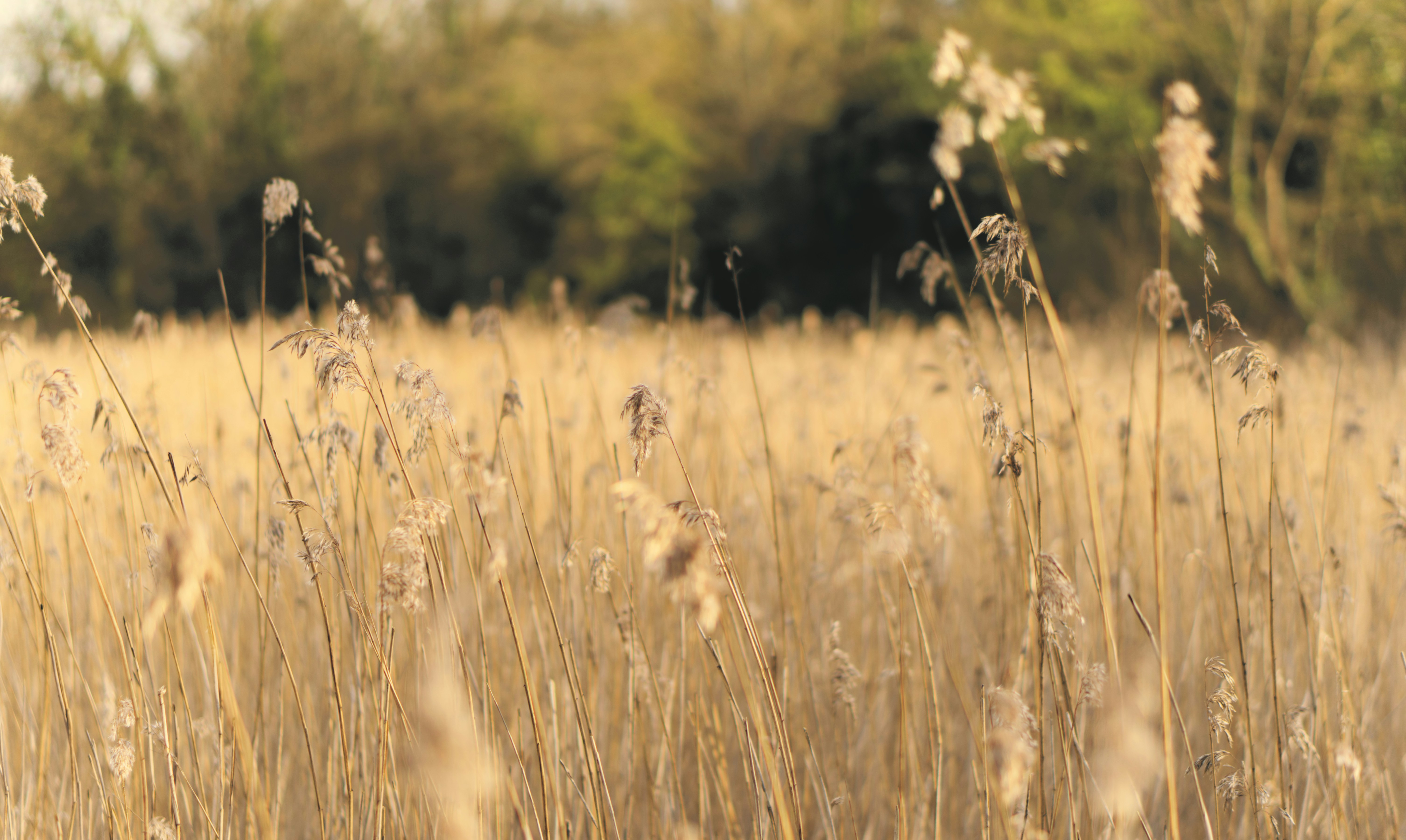 Photo by whatsheseeks