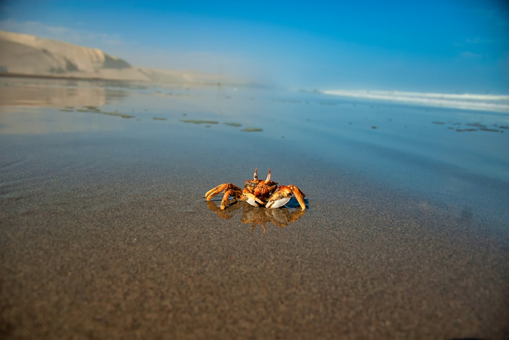 a crab is sitting on the sand at the beach