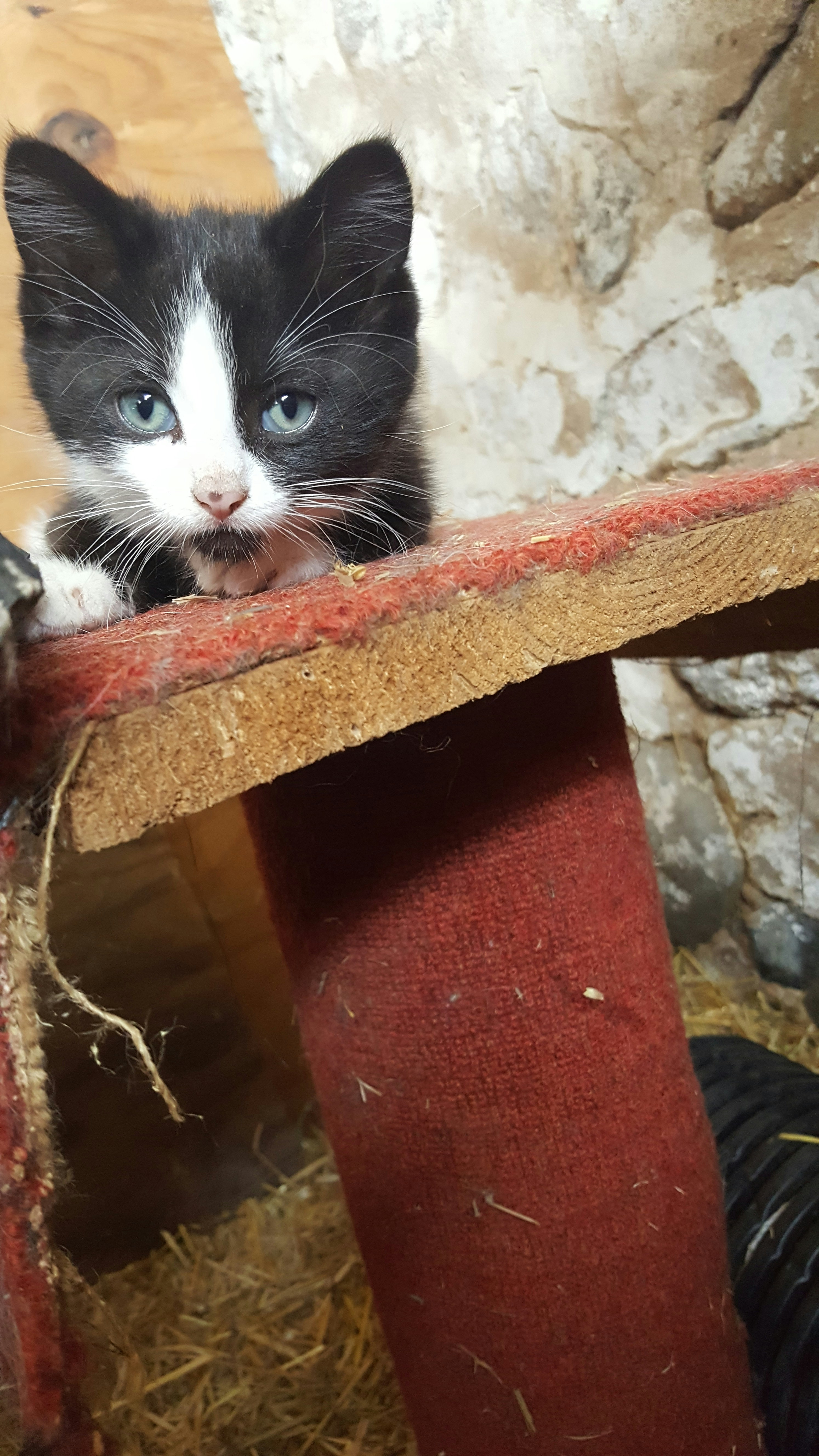 Arranhador para gatos