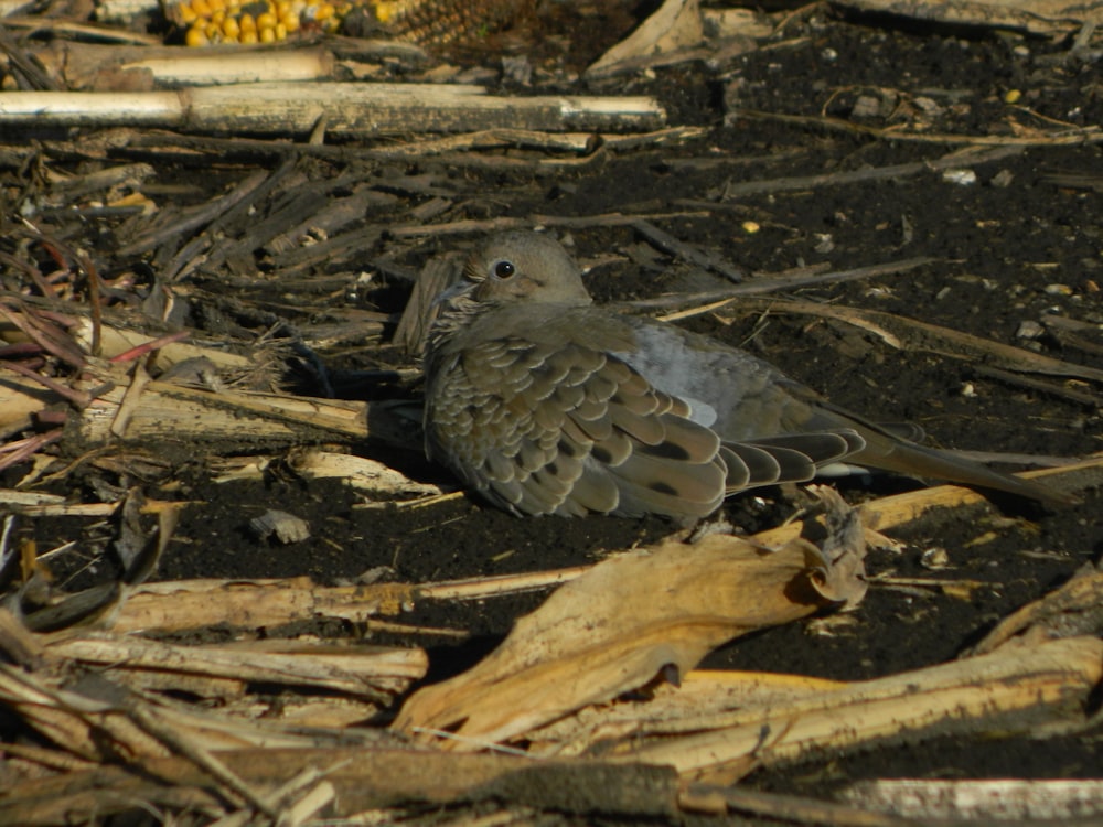 a small bird is sitting on the ground