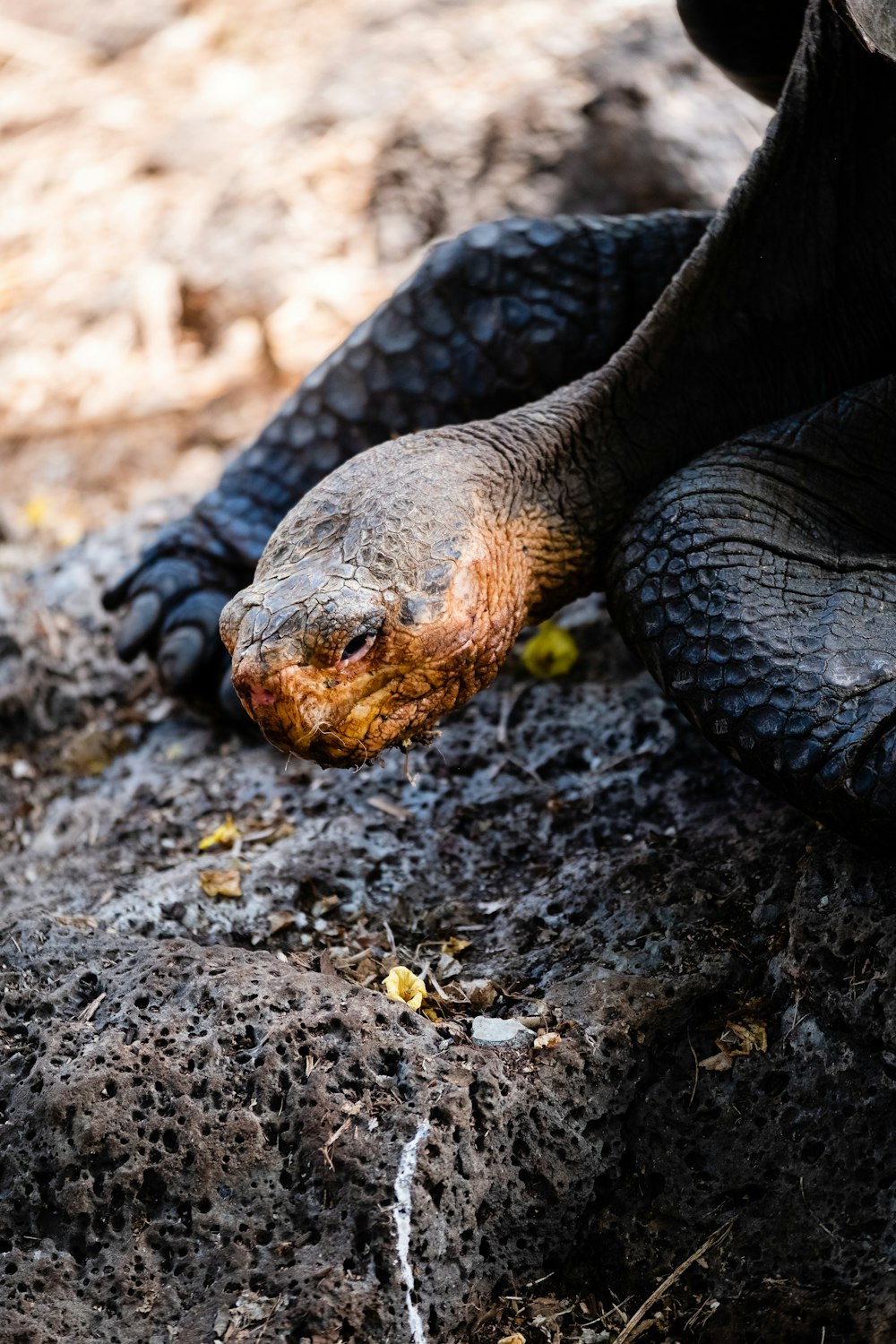 a close up of a turtle on the ground