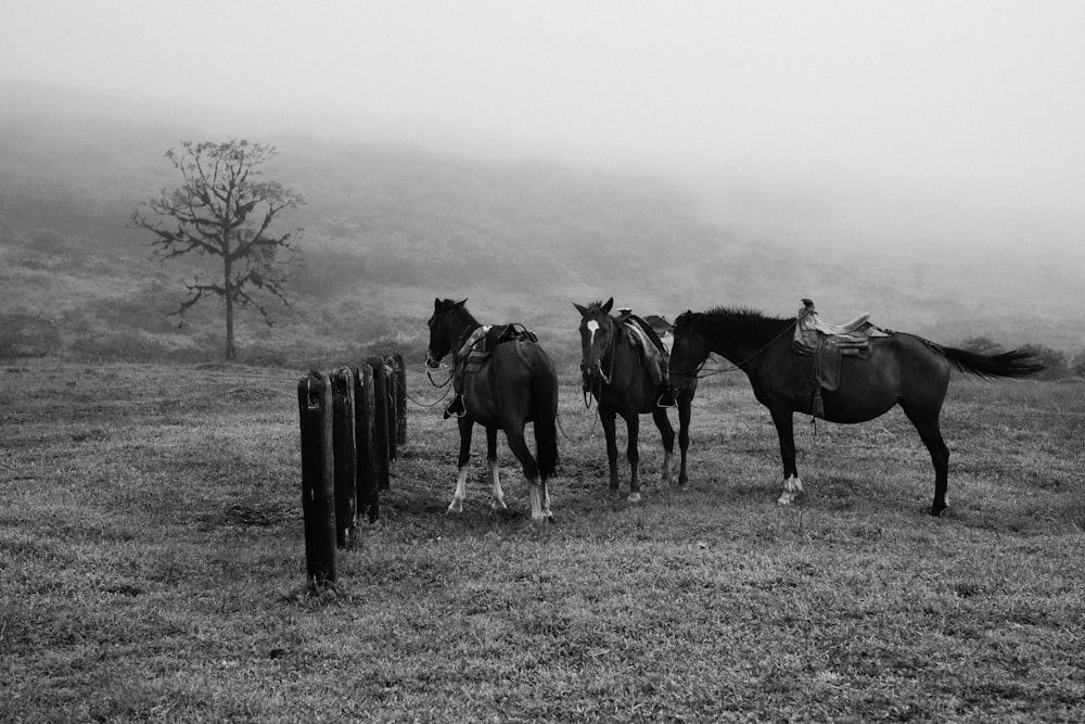 a group of horses standing on top of a grass covered field