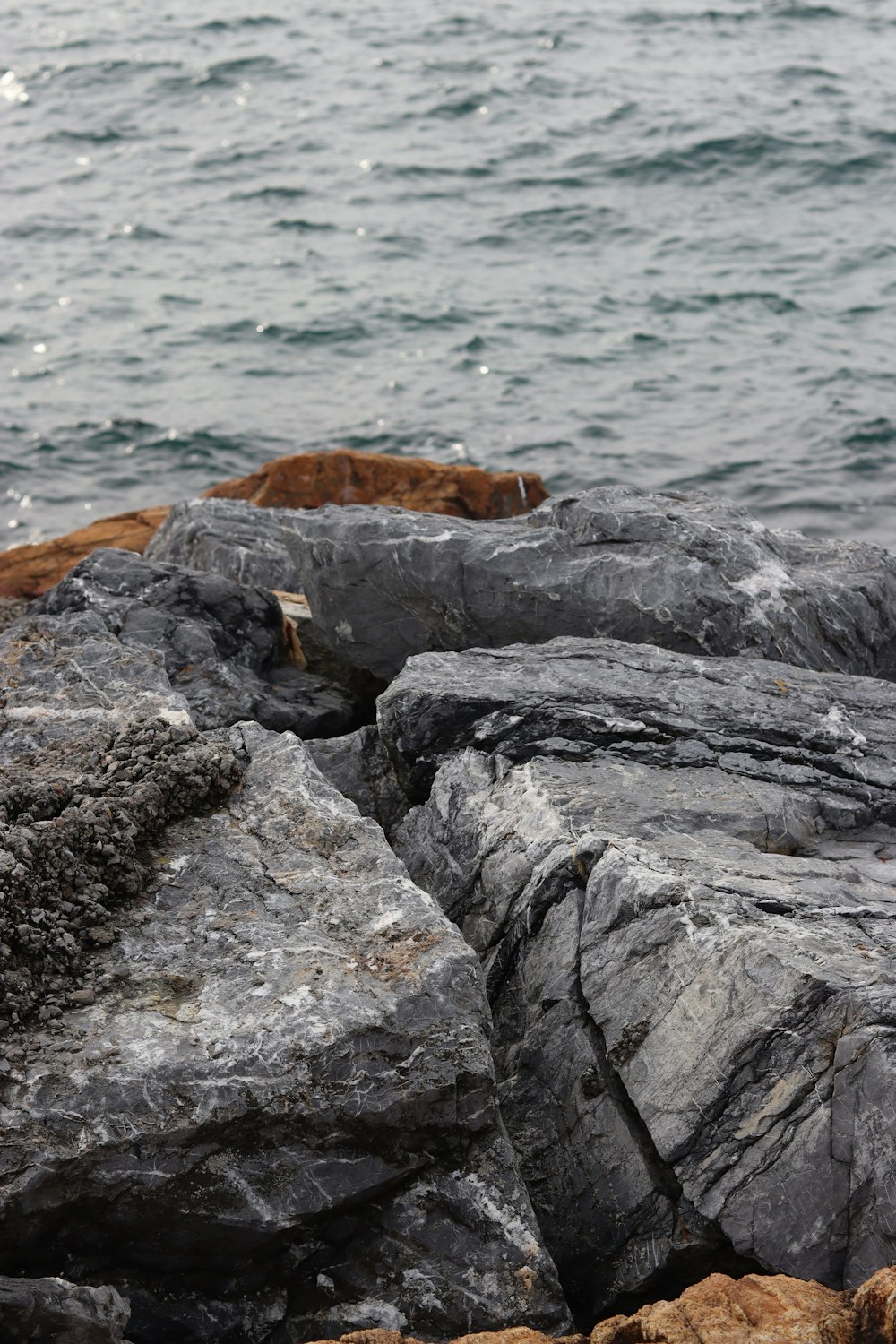 a bird sitting on a rock near the ocean