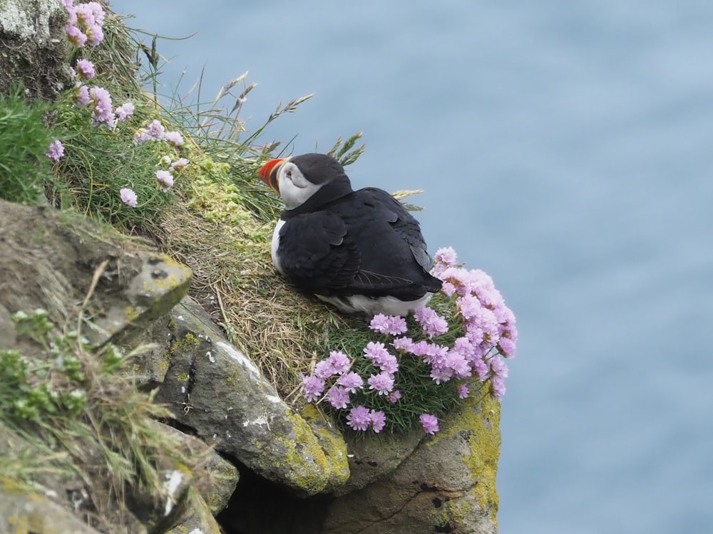 a puffy bird sitting on a rock next to flowers