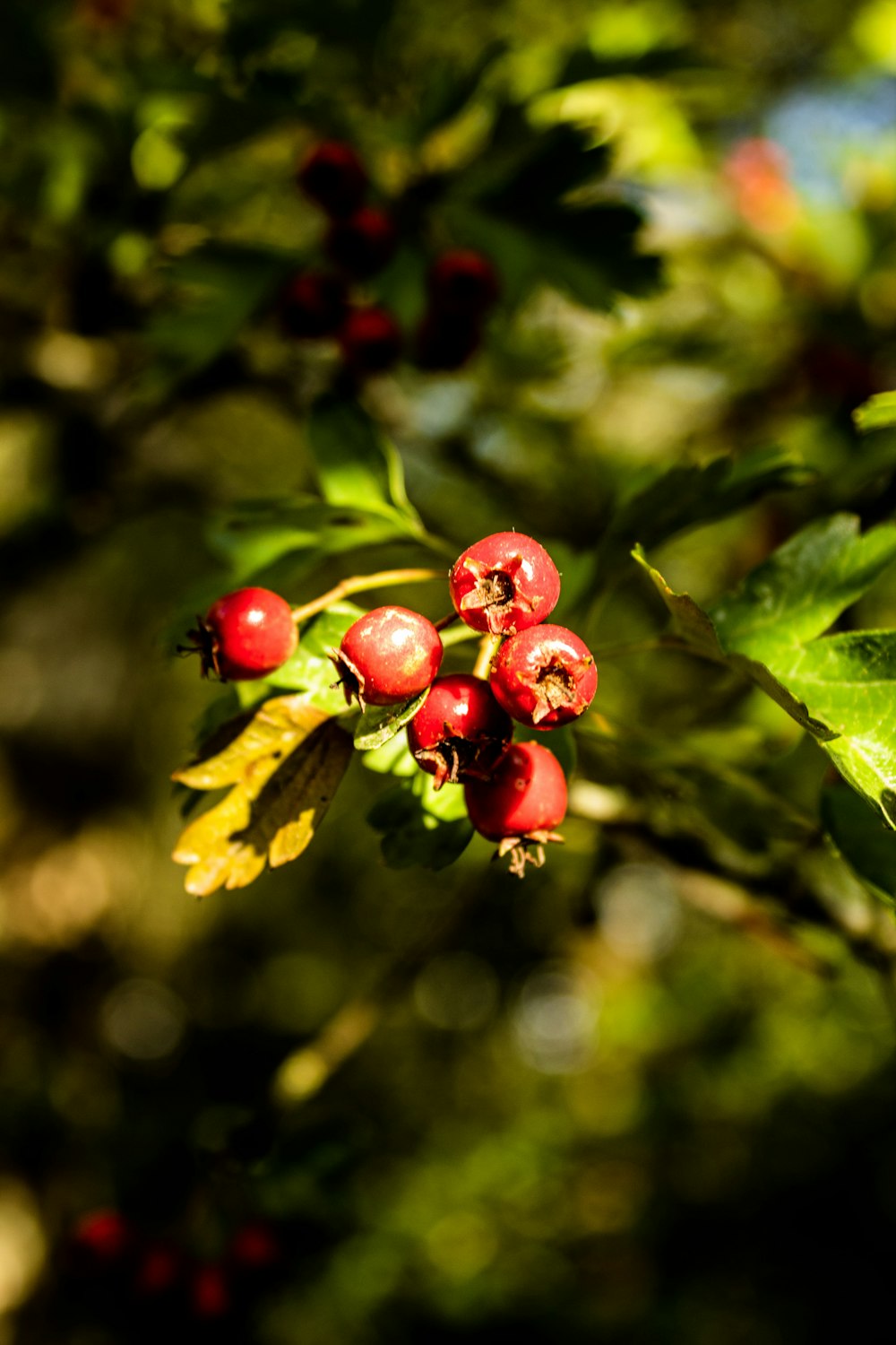 a branch of a tree with berries on it