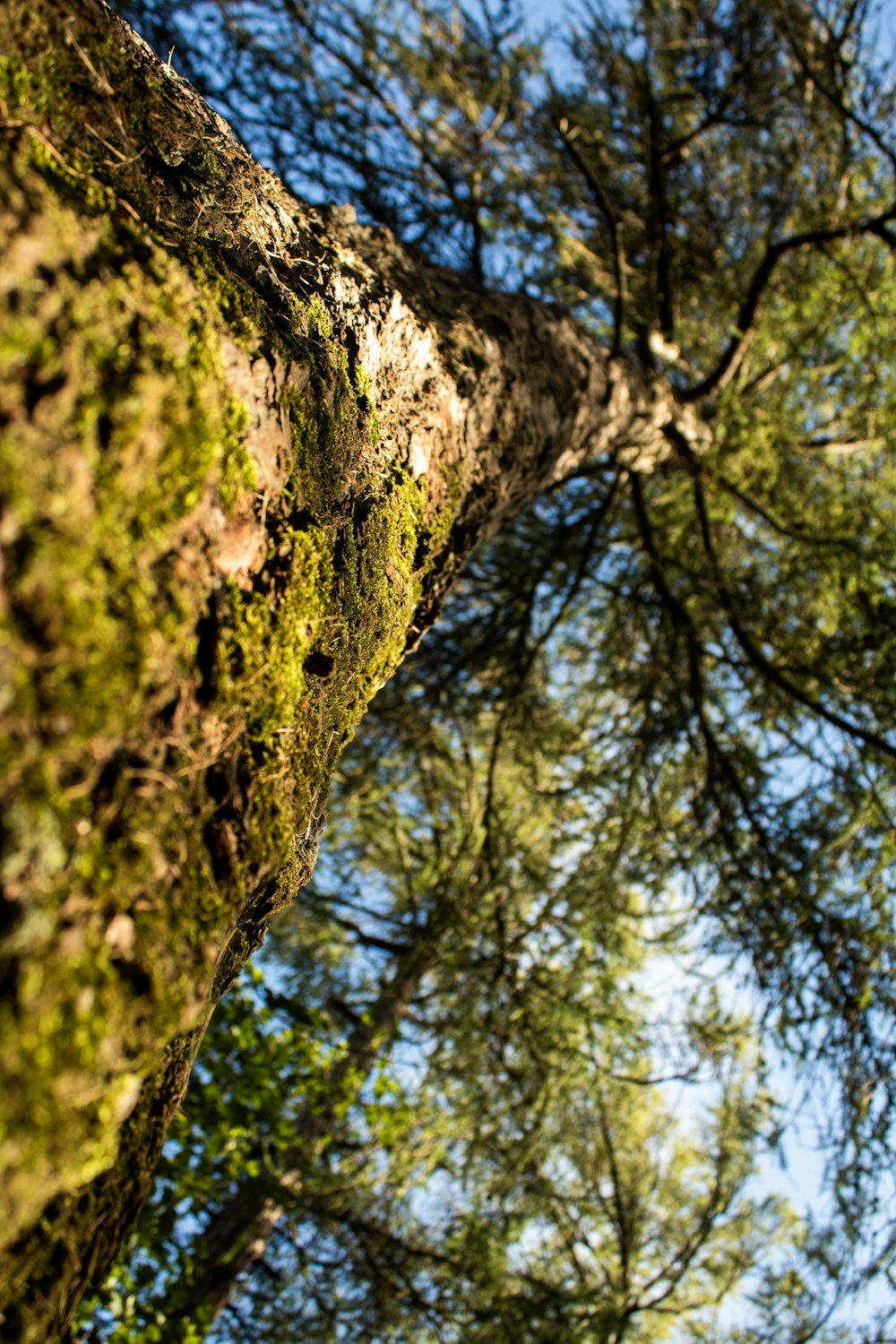 looking up at the tops of tall trees